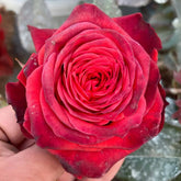 Bromo Rose