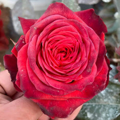 Bromo Rose