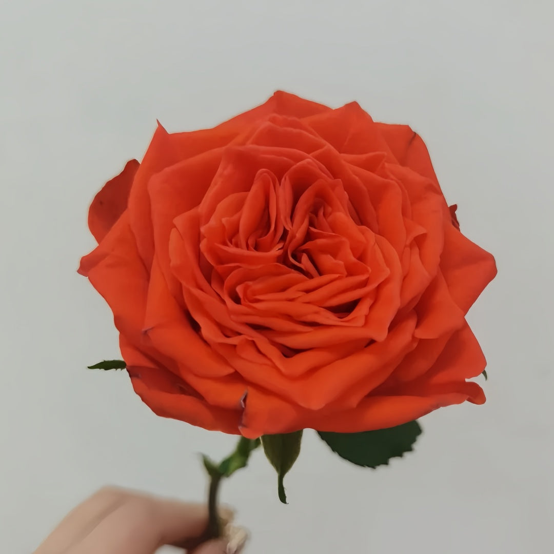 Burgundy Embroidery Rose