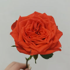 Burgundy Embroidery Rose