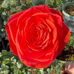 Burgundy Embroidery Rose