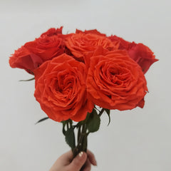 Burgundy Embroidery Rose