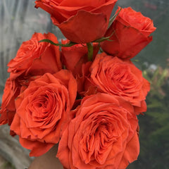 Burgundy Embroidery Rose