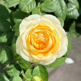 Butter Cup Rose
