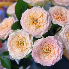 Butterfly Princess Rose