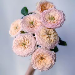 Butterfly Princess Rose