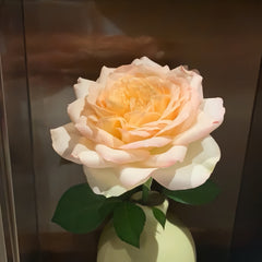 Butterfly Princess Rose