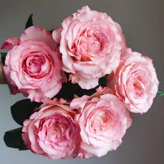 Butterfly Valley Rose