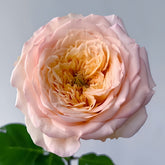 Butterfly Princess Rose