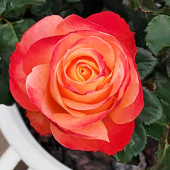 Cabaret Rose