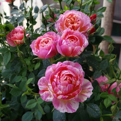 CacheCacheRose