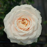 Calixta Rose