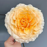 Campanella Peach Rose