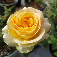 Candlelight Rose