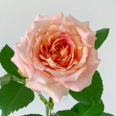 Candy Antique Rose