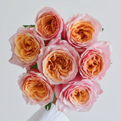 Caputure Rose