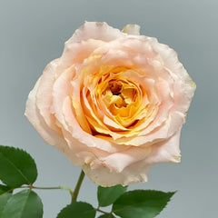 Caraluna Rose
