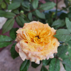 Caraluna Rose