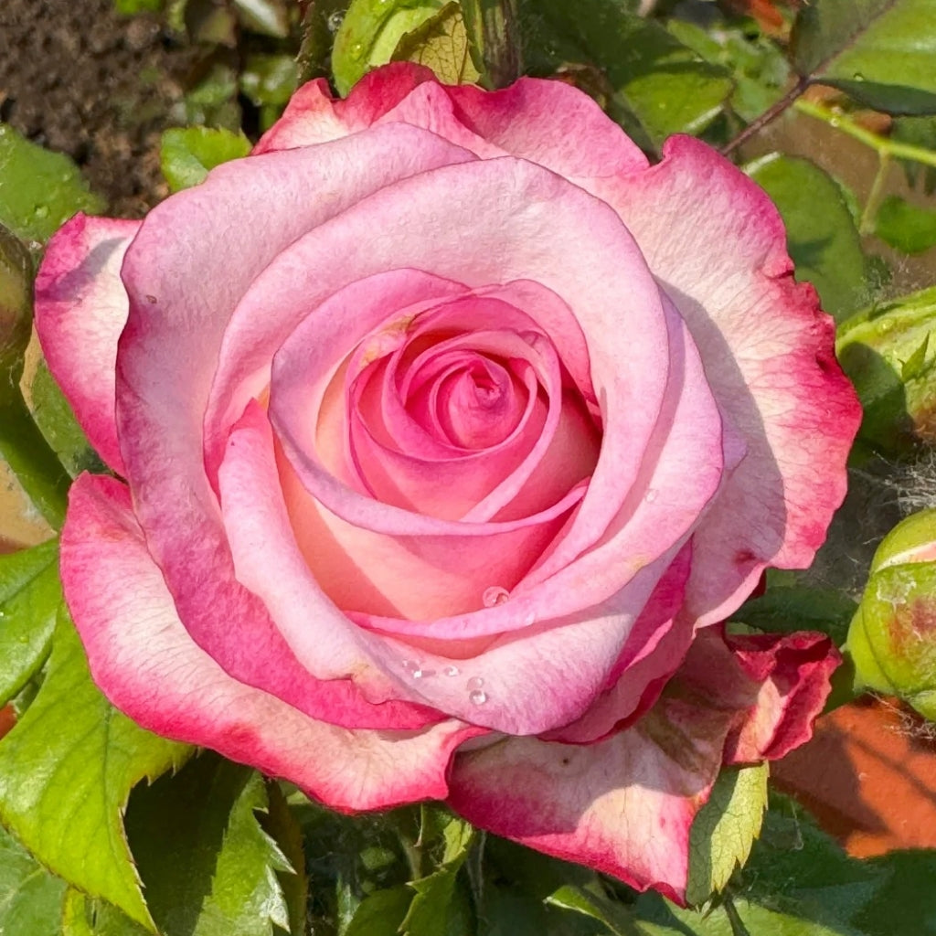 Carrousel Rose