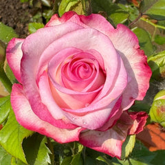 Carrousel Rose