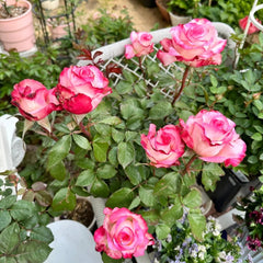 Carrousel Rose