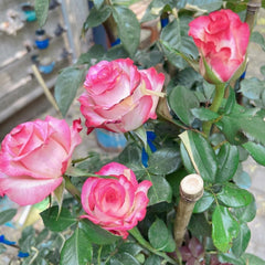 Carrousel Rose