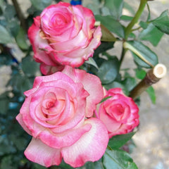Carrousel Rose