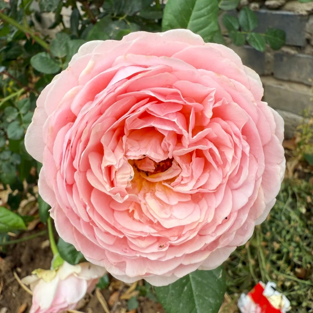 Celebretini Rose