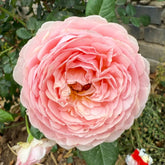 Celebretini Rose