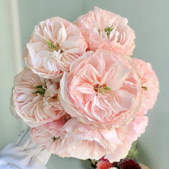 Charity Rose