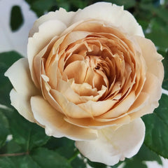 Charlotte Perriand Rose