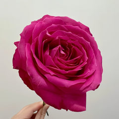 Cherry Avalanche Rose