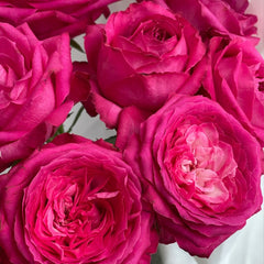 Cherry Avalanche Rose