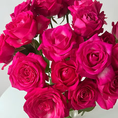 Cherry Avalanche Rose