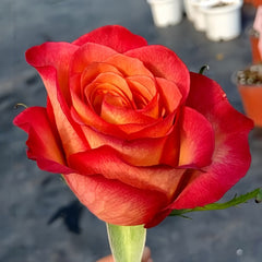 Chili Love Rose