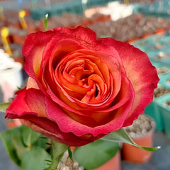 Chili Love Rose