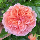 Chippendale Rose