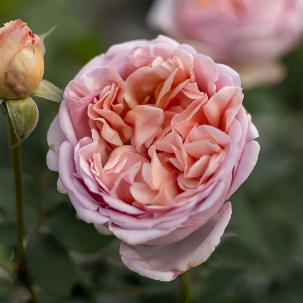 Chocolate Romantica Rose