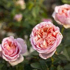 Chocolate Romantica Rose