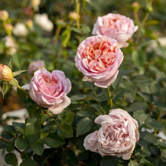 Chocolate Romantica Rose