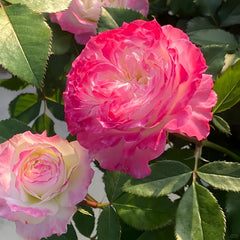 Chuzhuang Rose