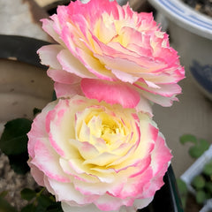Chuzhuang Rose