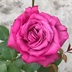Claude Brasseur Rose