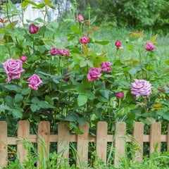 Claude Brasseur Rose