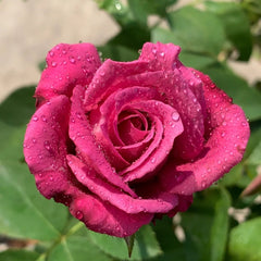 Claude Brasseur Rose
