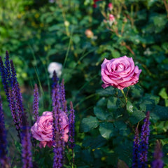 Claude Brasseur Rose