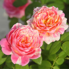 Claude Monet Rose