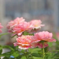 Claude Monet Rose