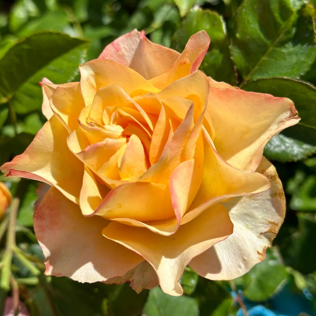 Copperfield Rose