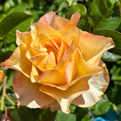 Copperfield Rose
